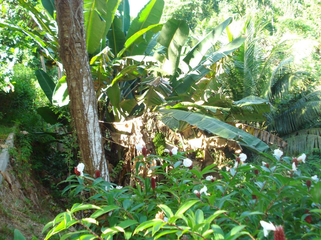 Cote Sud - Unique Villa & Bungalows Intendance Road Takamaka Room photo
